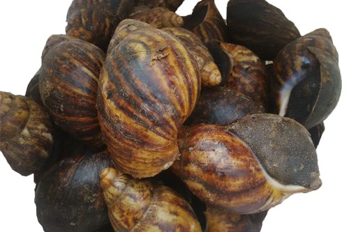 medium snail